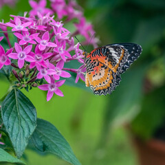 butterfly drinking nectar in exotic environment