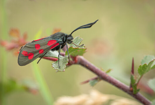 Sechsfleck-Widderchen
Zygaena filipendulae