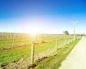 An electric pole in a field of lush green wheat with the blue sky background. Copy space for text
