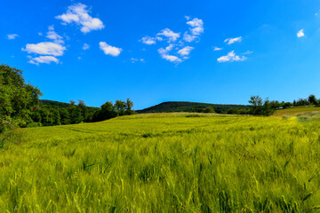 Obraz premium Kornfeld bei Alzenau - Hahnenkamm (Spessart)