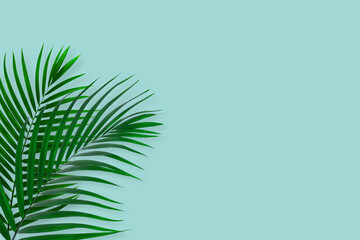 top view of tropical palm leaf on blue color background. minimal summer concept. flat lay