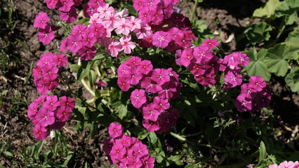 Obraz premium Defocused floral background for web design. Bright flowers in a city park