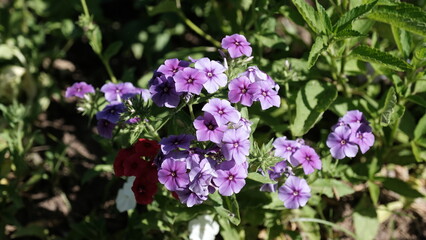 
Defocused floral background for web design.
Bright flowers in a city park