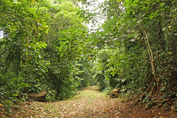 A path between villages surrounded by forest and tropical vegetation in the western part of the island of Príncipe,  São Tomé and Príncipe
