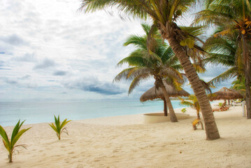 beautiful caribbean beach with palm trees without people