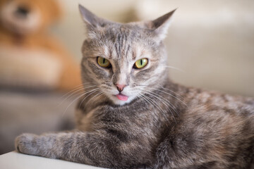 Young cat shows tongue while looking at the camera.