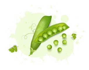 vector illustration of pea beans on light green background