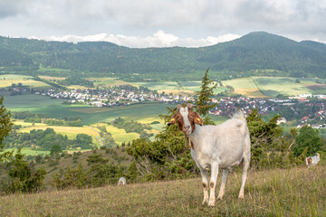 Ziege vor nordhessischer Landschaft