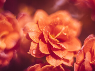 Abstract background of flowers called decorative cabbage.