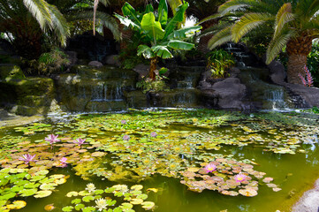 Tropical water garden