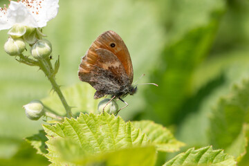 Kleines Wiesenvögelchen