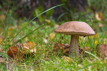 Orange birch bolete