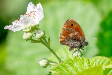 Kleines Wiesenvögelchen
