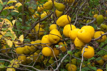 Chaenomeles japonica
