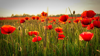 Fototapeta na wymiar Poppy field near Leipzig