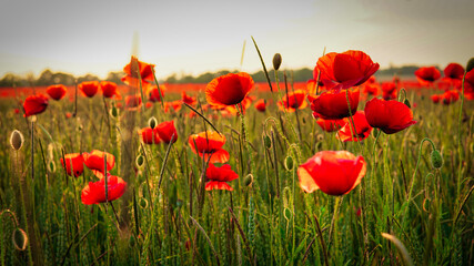 Poppy field near Leipzig
