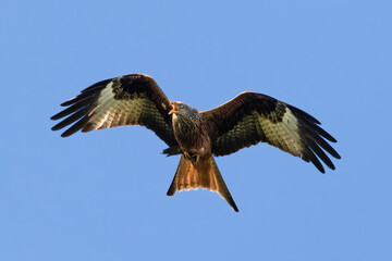 Portrait of a screaming red kite (milvus milvus) in flight with spread wings and blue background in germany retschow mecklenburg vorpommern