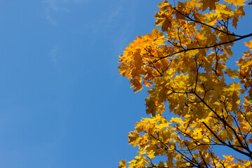 View of orange and red colorful maple leaves and clear blue sky in autumn on sunny day in european park,place for text,copy space,horizontal image for wallpaper,cover design,postcard,poster