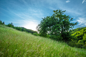 Fototapeta na wymiar beautiful rural landscape of mountainous terrain. glade with tall grass and a large old tree on a background of sunny deep sky.
