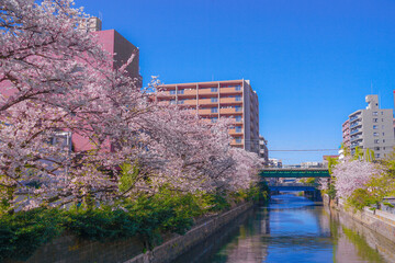 帷子川の満開の桜と街並み