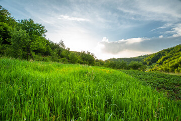 beautiful rural landscape of mountainous terrain. glade with tall grass and a large old tree on a background of sunny deep sky and mountains.