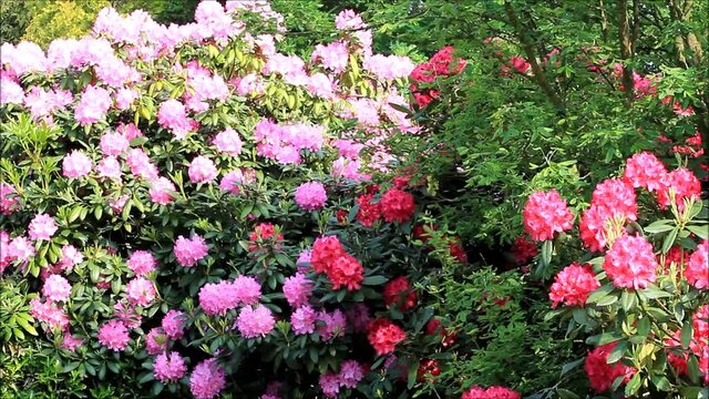 rhododendron flower in red and pink color
