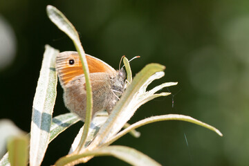 Schmetterling