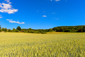Kornfeld bei Alzenau - Hahnenkamm (Spessart)