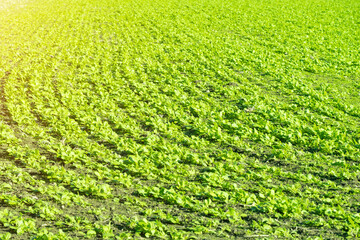 Beautiful landscape of level lines of currants plantation, natural fruit products, rural scene, majestic picturesque view in sunny day