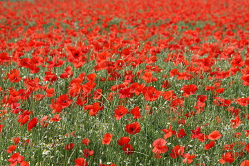 Feld mit roten Mohnblumen