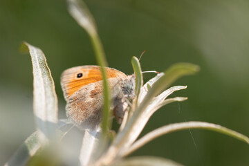 Schmetterling