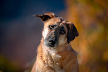 Beautiful portrait of a simple dog in nature.