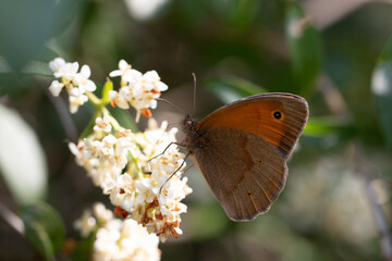 Schmetterling