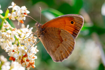 Schmetterling