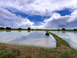 Farmers planting rice in field by using rice planting machine, Asian farmer transplant rice seedling in rice field