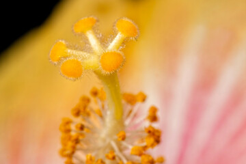 Detailed closeup of a real macro Hibiscus flower texture