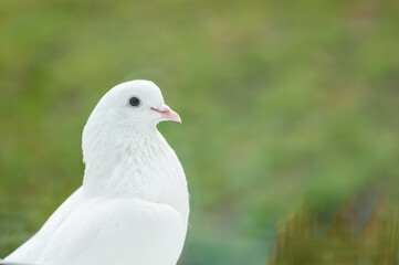 White dove sits on a windowsill outside the window on a background of green grass