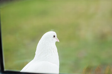 White dove sits on a windowsill outside the window on a background of green grass