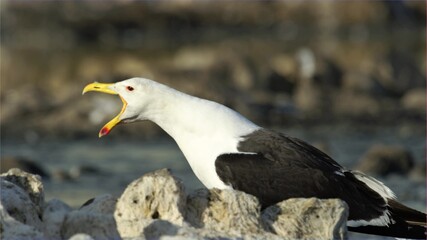 Great black backed gull, seagull. Wildlife animal, bird. Blurred background
