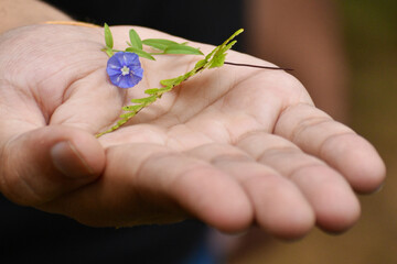 hands holding a plant with blue flower