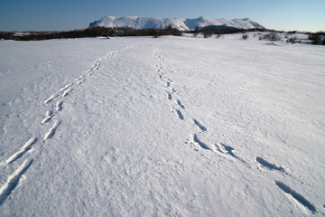 Fototapeta na wymiar footprints on the snow field