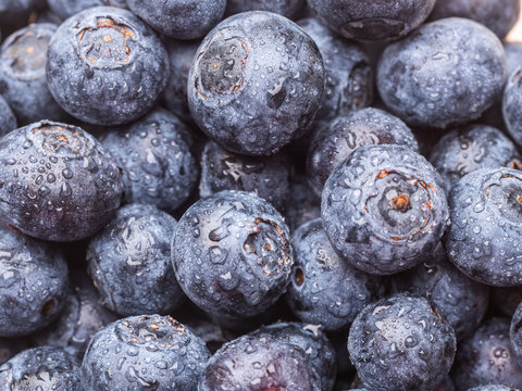 Freshly picked blueberries close up picture