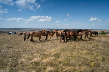 Fototapeta premium herd of horses and jeep wrangler rubicon
