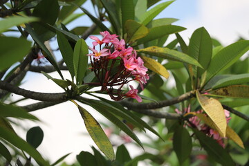 pink and white flower 