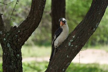 Northern Red Billed Hornbill Tockus Erythrorhynchus Portrait Africa