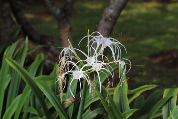 white flowers in a garden
