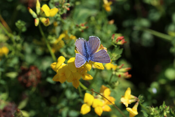 A purple butterfly sits on yellow flowers