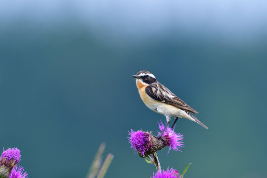 Braunkehlchen M&auml;nnchen auf einer Sitzwarte	