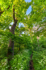 Fototapeta premium Summer landscape with footpath in morning forest