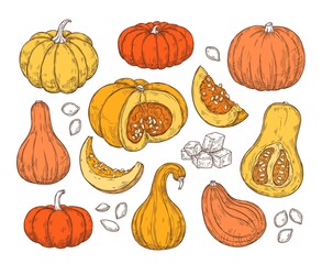 Color sketch set with pumpkins. Vector isolated illustration in retro style.